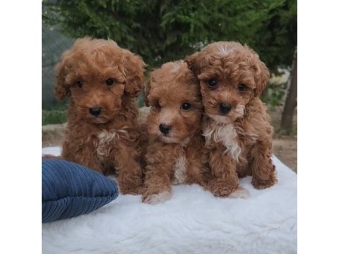 Maltipoo  yavrularımız 