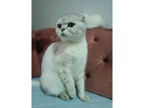 Acil yuva scottish fold kızımıza