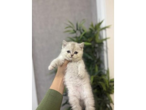 Brıtısh shorthair ırk garantili yavrularım 