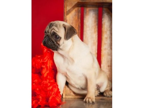 Şahane pug yavrular