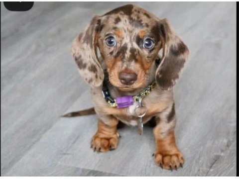Dachshund ırkının en özel renk yapısı sizlerle