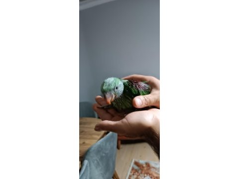 Bebek alexander papağanı