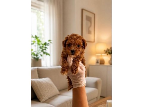 Gerçek garantili orijinal maltipoo