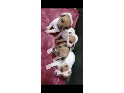 Jack russell kardeşler kısa bacak safkan