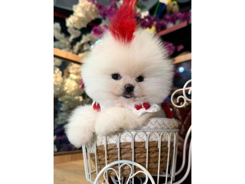 Sağlık ve ırk garantili pomeranian