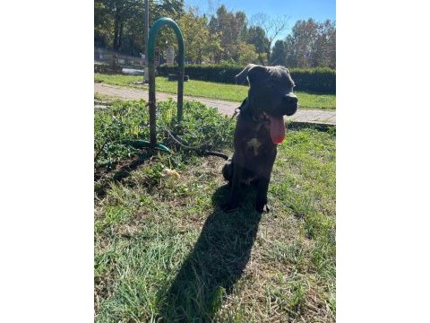 Safkan muhteşem cane corso