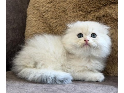 Longhair scottish fold bebek
