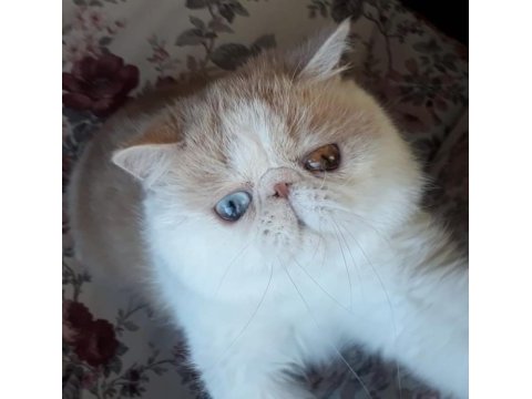 Mavi göz ve odd eyes dünyanın en nadir exotic çifti