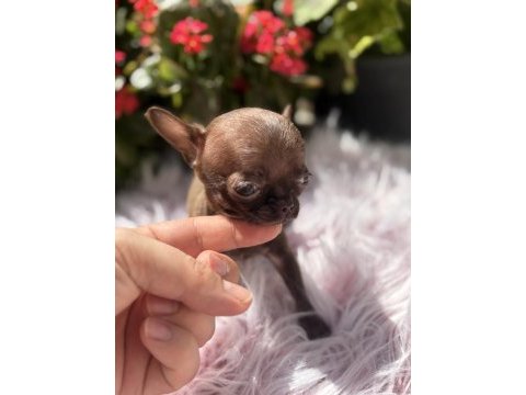 Teacup dişi elma kafa chihuahua