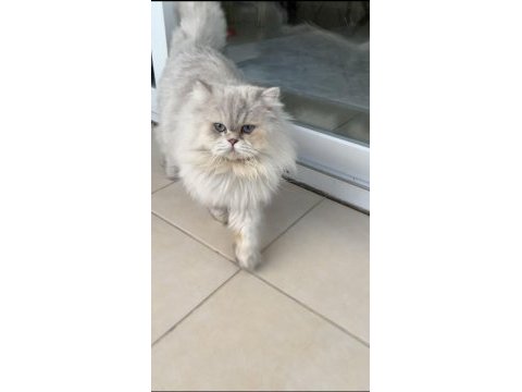 Yakışıklı british longhair oğluma yuva