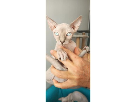 Sphynx yavru kedimiz