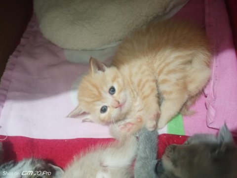 British yakışıklı british shorthair oğlumuz