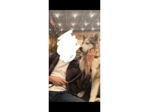 6 aylık husky sibirya kurdu