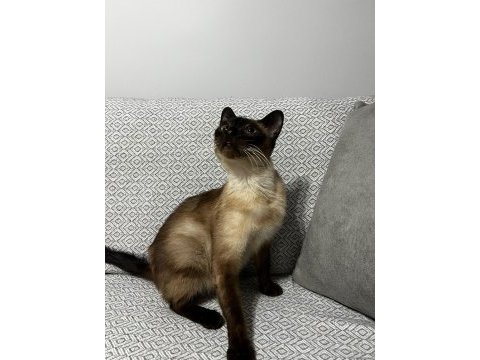 Siyam kedisi dişi ücretsiz sahiplendirme