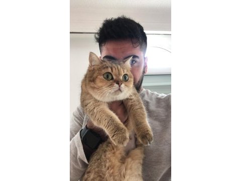 Yetişkin british shorthair