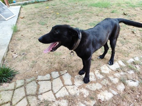 Labrador kırma