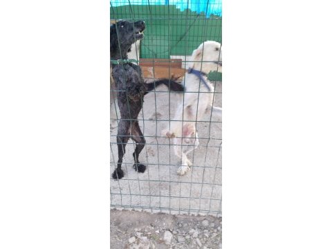 Standart poodle 2,5 yaşında