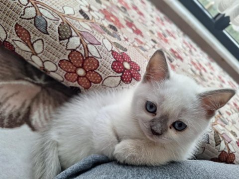 2 aylık yavru british shorthair