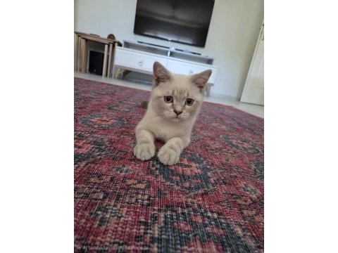 3 aylık oyun seven tatlı british shorthair