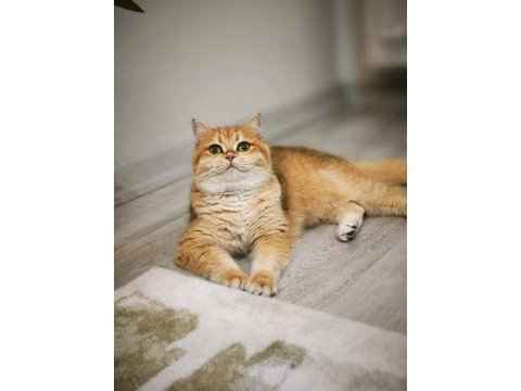 British shorthair ny12 kızımız