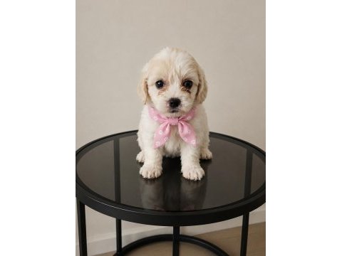 Maltese bebişler