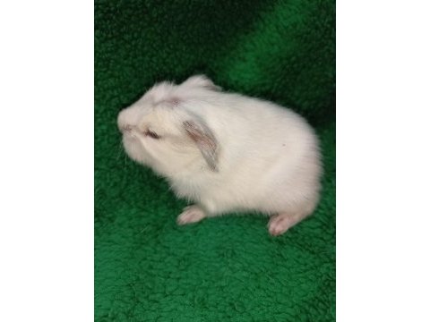 Beyaz coronet ginepig yavrular