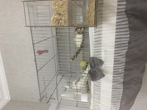 Heavy sultan papağanı evcil 55 cm üretim kafesi