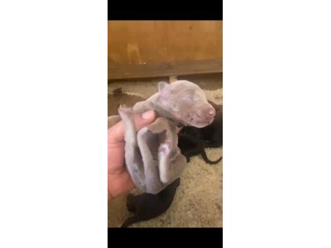 Doberman özel renk bebeklerimiz için acele edin