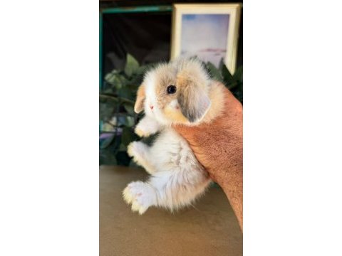 Hollanda lop ve cüce tavşan yavrularımız