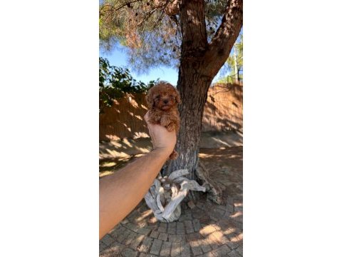 Sağlık ve ırk garantili toy poodle yavrularımız 