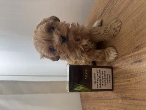 Teacup maltipoo bebek