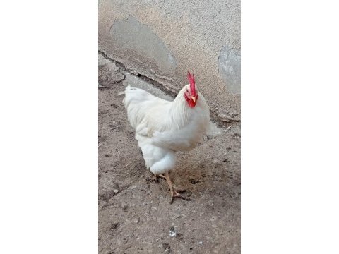 Horozlarımı ve ördeklerimi sahiplendiriyorum