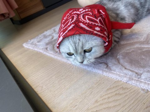 Adı luna çok tatlı ve sakin bir scottish fold