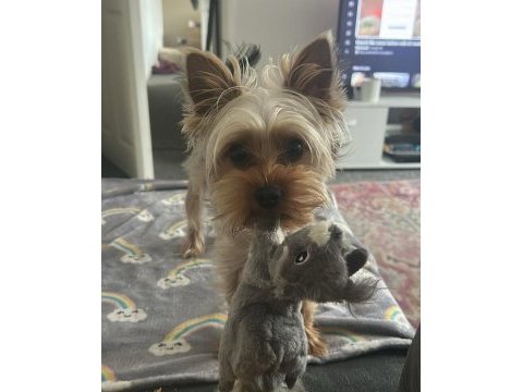 Teacup morkie büyümesi boyutu durdu