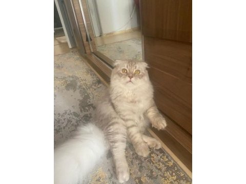 10 aylık erkek scottish fold