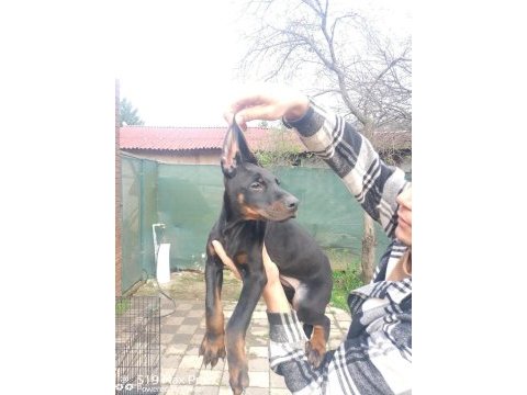 Doberman yavruları