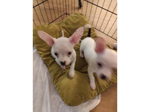 Yavru köpeklerimizi sahiplendirme