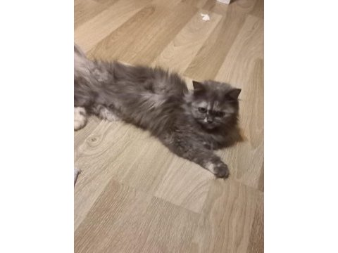 Kedim tospik'e ömürlük yuvasını arıyorum