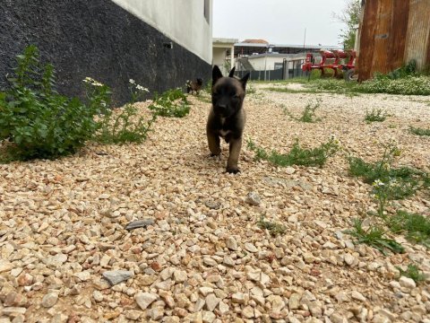 Safkan malinois yavrularımız