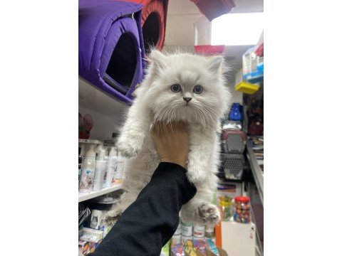 Çok özel gold british longhair yavrularımız 