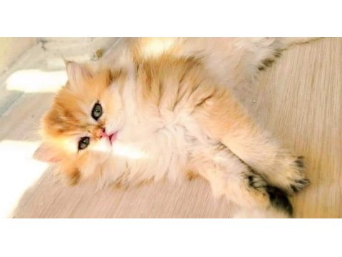 Harika british longhair golden yavrularımız