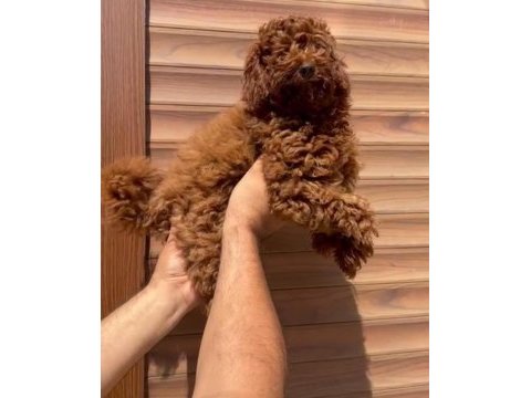 Red brown poodle