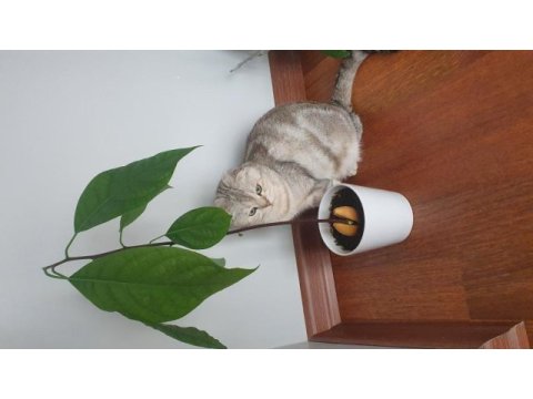 Scottish fold ücretsiz kedimiz
