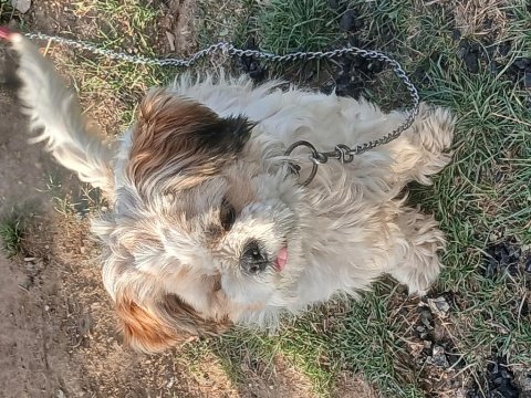 ​shih tzu eğitimli