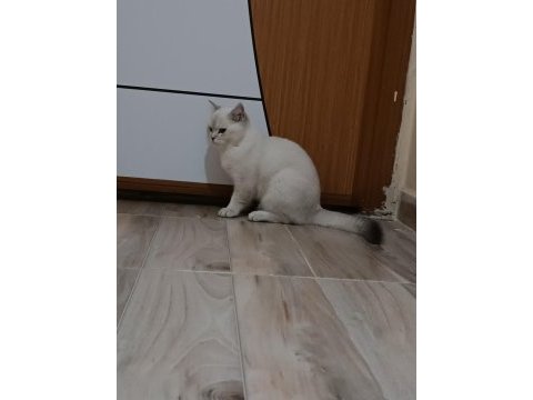 Safkan british shorthair bluepoint 6 aylık erkek