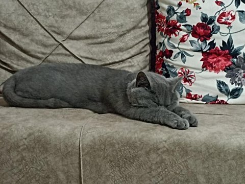 1.5 yaşında dişi british shorthair
