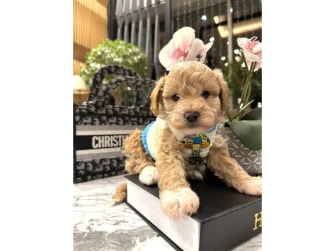 Özel f2 maltipoo bebeklerim