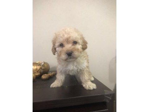 Orjinal sağlık garantili ped eğitimli maltipoo
