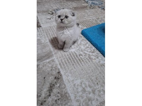Scottish fold kedisi detaylı bilgi için mesaj atın