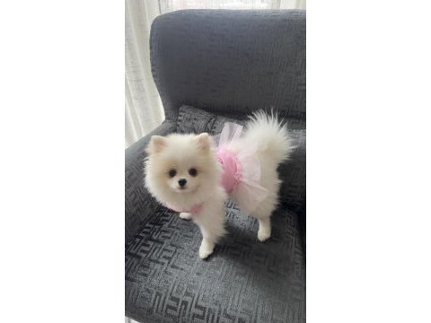 Pomeranian boo köpeği
